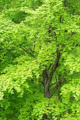 Bøktrær i vårens glitrende grøntområder