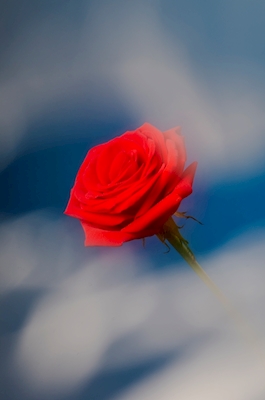 Red rose blue background
