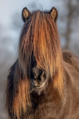 Portrett av en islandsk hest