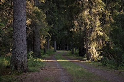 Camino forestal
