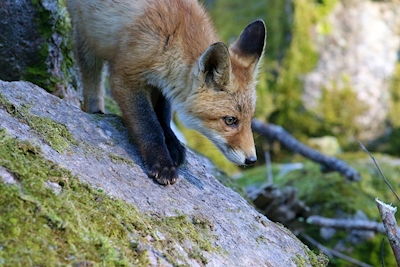 Foxpup