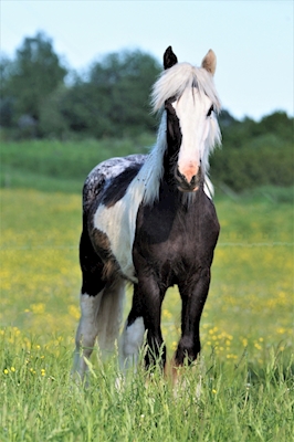 Pohádkový kůň