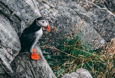 Puffin on the Rocks
