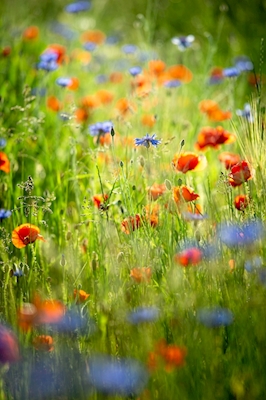 Poppies and corn flowers