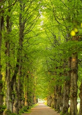 Forêt de Boulogner