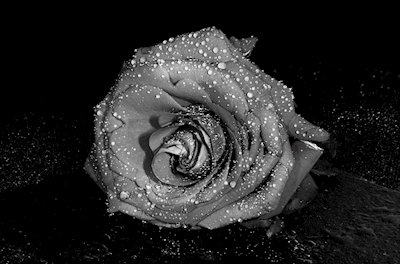 Smutná růže