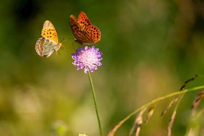Fjärilar i sommar äng