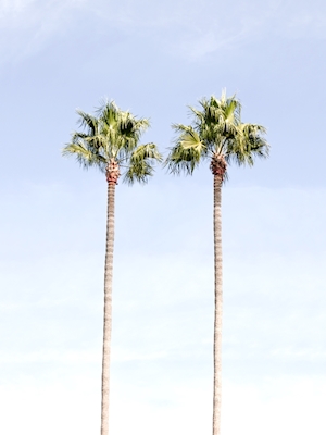 Městské palmy II