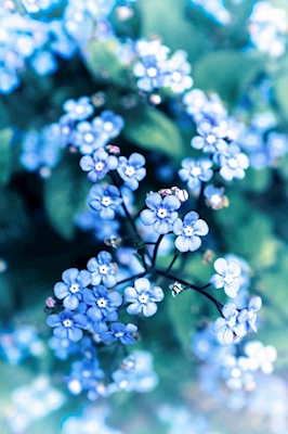 Don´t forget me