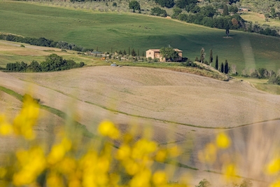 flowers in Val D'Orcia