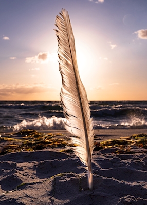 Feather on the Beach