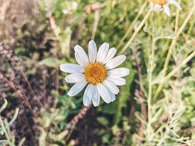 Hvit vakker blomst