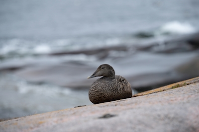 A lonely Eider
