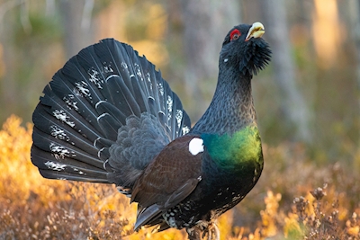 capercaillie, the soul of the 