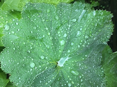 Green raindrops