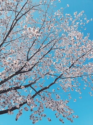 Kirsikka 
