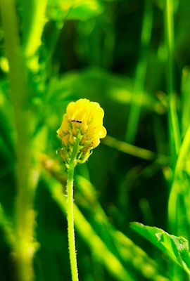 Small Yellow Clover In The Sun
