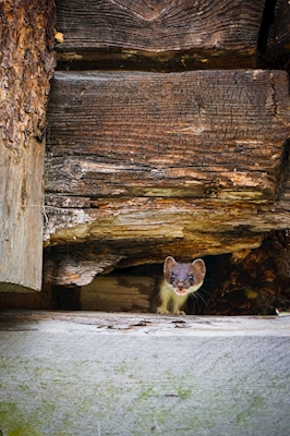 Curious stoat