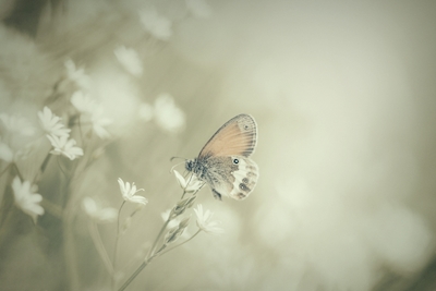 Butterfly in summer meadow