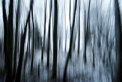Forêt fantôme