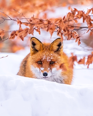 Vinter räv