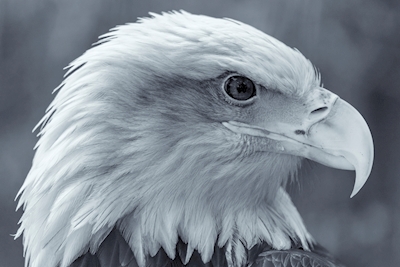 Águila calva