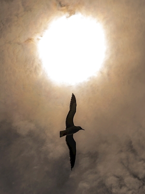 The sun and the seagull