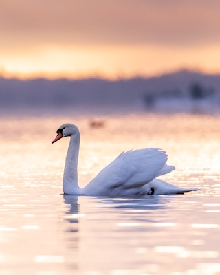 Winter swan 