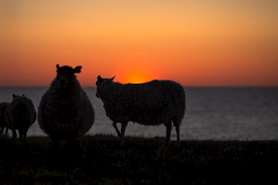 Lamm bei Sonnenuntergang II
