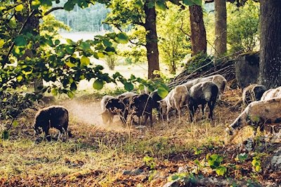 Sheeps in golden woods