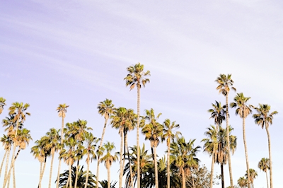De Palmen van het Strand van Santa Barbara