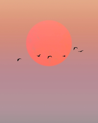 Birds in evening sky