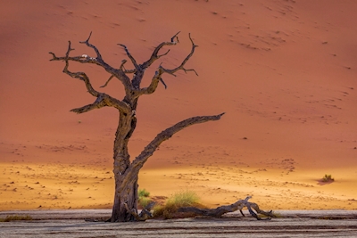 Ensam kamel thorn träd i öknen