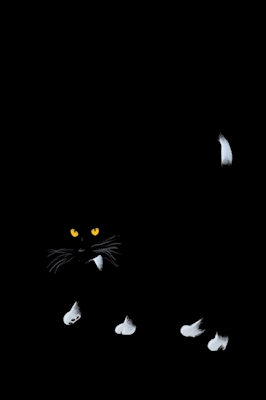 Kot w nocy