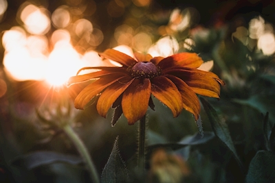 Sonnenblume in goldenem Licht