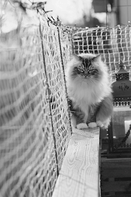 Die Katze am Geländer