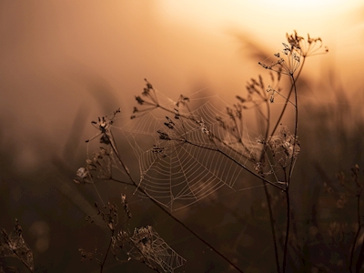 Spinnennetz im Morgengrauen