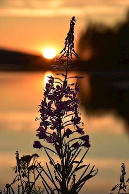 Fireweed, Rosebay Willowherb