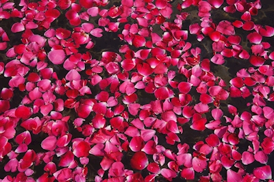 Een zee van roze bloemblaadjes