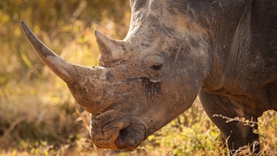 Portrét nosorožce