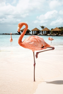 Roze Flamingo Op Aruba