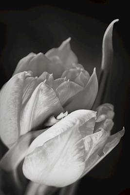 Tulipan i sort og hvid