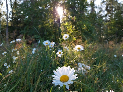 Sunrays and Daisies