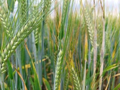 Barley Field 2
