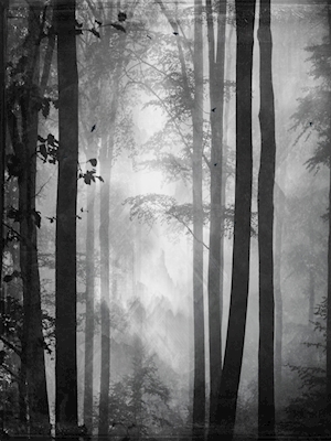 Het bos van de zomer in zwart-wit