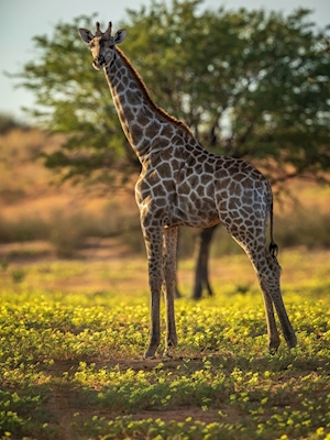 Girafe dans une prairie fleurie