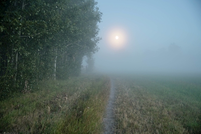 Nebel im Mondlicht