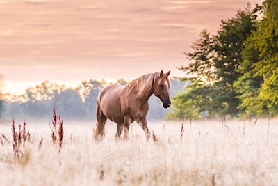 Horse in dawn