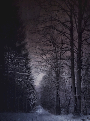 Vinter i skoven