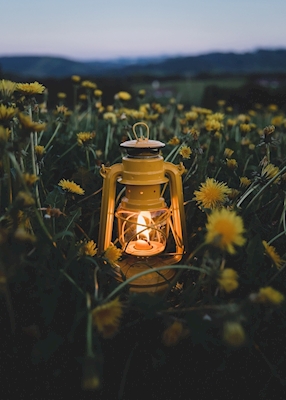 Lantern in the dandelion field